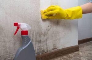 Mold Removal Made Easy: Expert Advice for Homeowners